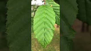 Hornbeam Carpinus betulus  leaf close up  July 2018 [upl. by Aiz]