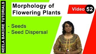 Morphology of Flowering Plants  NEET  Seeds  Seed Dispersal  Neela Bakore Tutorials [upl. by Ahsakat]