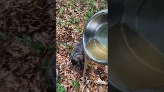 😲 INCREDIBLE NOSE Dog Tracking Deer Scent In Rain For Treat shorts hunting dog deerhunting [upl. by Modie868]