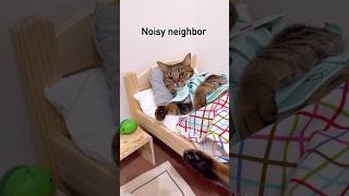 The noisy neighbor is a bulldog🙀shorts cat [upl. by Concoff]