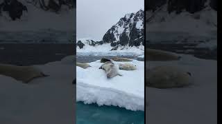 Crabeater seals on a floe [upl. by Ennayehc]