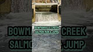 Bowmanville Creek Salmon Run amp Jump salmon salmonrun salmonjump salmonfish spawn chinook fyp [upl. by Agee769]