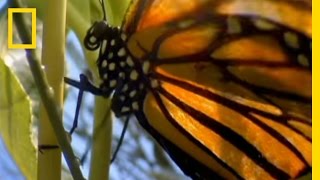 Monarch Navigation  National Geographic [upl. by Eunice934]