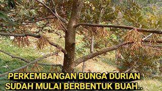 UPDATE BUNGA DURIAN MULAI BERBENTUK BUAH [upl. by Warring]