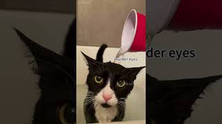 Cat doesnt want to take a breath shortvideo funny mycatchannel funniestvideo catchannel [upl. by Dnaltiac]