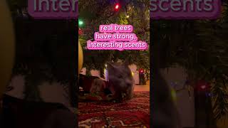 Why Do Cats Love Christmas Trees christmas christmas2024 catslover catvideo cutecat holidays [upl. by Jedidiah480]