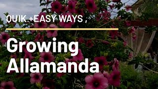 Easiest methods of growing Allamanda from cuttings  Plant care tips amp Allamanda plant pruning etc [upl. by Laven]