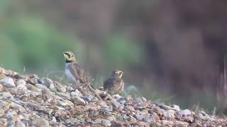 Alouette Haussecol Shorelark eremophila alpestris baie de Slack Ambleteuse novembre 2024 [upl. by Alma]