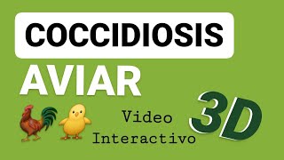 Coccidiosis Aviar  Video 3D  Avicultura Eimeria Ciclo Biológico  Tenella [upl. by Elsa]