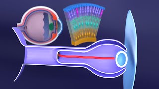 3D Development of the Eye A Comprehensive Overview  Eye Embryology  Ophthalmology [upl. by Flam]