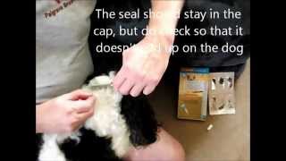 How to apply Advocate spot on flea treatment [upl. by Carlton890]