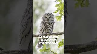 Owly howly owlsounds owl sleepyowl nature owlforest animals relaxingsounds nature chill [upl. by Troth831]