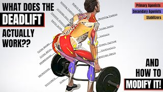 BEFORE YOU DEADLIFT Understand the Anatomy Behind It Which Muscles It Works amp How to Modify It 🔥 [upl. by Yelram]