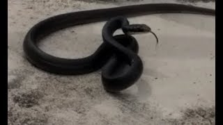 Black Racer Snake Deerfield Beach Florida Part 2 [upl. by Chemar]