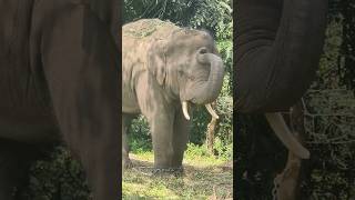 Big elephant 🐘 in Bannerghatta national park 🥰bannergattanationalpark elephant [upl. by Abe]