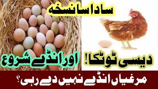 Hens Not laying Eggs try these Things to get eggs regular and maximum [upl. by Gabriela155]