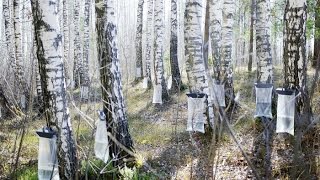 Birch sap harvest with Libertu Birch  Maple kit [upl. by Aikaj]