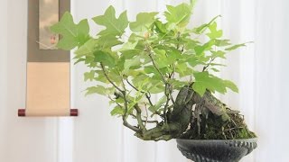 Parthenocissus Quinquefolia Bonsai Tree [upl. by Nnalorac]