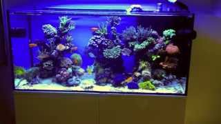 Schwings Reef Tank 500l 130gal  8 months  ATI sunpower 6x54W Vortech mp40W amp NYOS [upl. by Eet432]