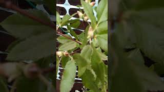 Buds on Eucryphia tree [upl. by Inessa545]