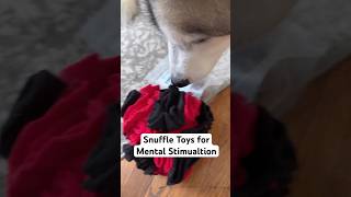 Snuffle Toys for Canine Enrichment [upl. by Halliday]