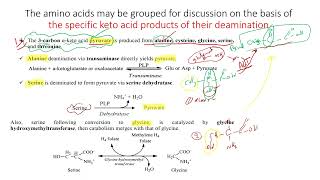 lec 12 part1Catabolism of the Carbon Skeletons of Amino Acids [upl. by Ennovahs]