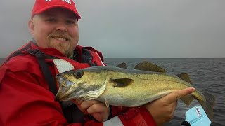 Pollock Fishing in Scotland [upl. by Akiemehs]