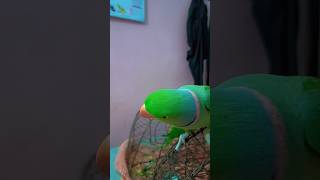 💕🦋 mithusharma talkingparrot parrotvideos parrotshorts shortsfeed parrotvoices parrotlover [upl. by Anyrb]