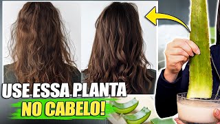 8 RECEITAS SECRETAS que SALVAM qualquer cabelo em 7 dias com BABOSA Aloe Vera [upl. by Wilson]