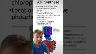 ATP Synthase [upl. by Buderus]