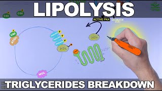 Lipolysis Pathway  Triglycerides Breakdown [upl. by Ylekalb]