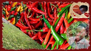 Part2 Chilli growing footage 🌶️🌶️ [upl. by Joly]