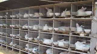 How Rabbit Farming Produce amp sold hundreds of Rabbits  He built his house out of Raising Rabbits [upl. by Otsuj]