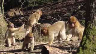 Berberaffen im Wildpark Daun Teil 1 [upl. by Richie130]