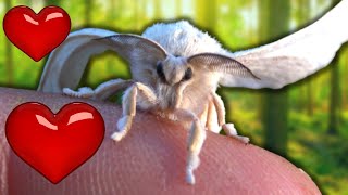 Raising Silkworms to Silkmoths Bombyx mori  MothCycles [upl. by Weissberg177]