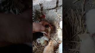 how chicken hatch eggs shots [upl. by Eduj122]