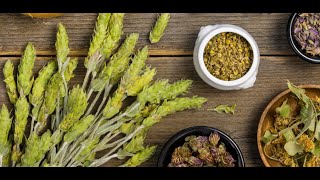 Herba Sideritis Insights from a Herbal Monograph with Particular Reference to Adaptogenic Potential [upl. by Randolph998]