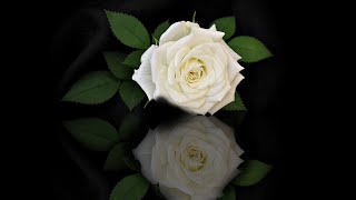 The White Rose of Athens  Nana Mouskouri with Lyrics가사번역  아테네의 하얀장미 [upl. by Lesiram199]