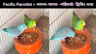 Pacific Parrotlet lifestyle and detailed information [upl. by Ahsets893]