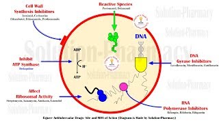 Antitubercular Drug  Site amp Mechanism of Action  Drug for Treatment of Tuberculosis  Anti TB Drug [upl. by Addiel]