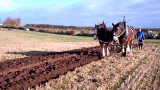 Scottish Clydesdale Horses Ploughing Mill Of Airntully Farm Perthshire Scotland [upl. by Nonrev770]