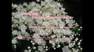 雪の華？！Snow Flower  穂咲七竃（ほざきななかまど）Sorbaria sorbifolia varstellipila 季節の花 日本花図鑑 J flower guide [upl. by Ronen]