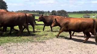 Red Angus heifers [upl. by Nyliak957]