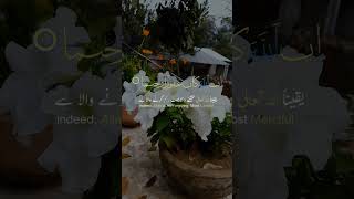 Beautiful Flowers 🌼shorts shortvideo naturelovers quranrecitation exploringbd [upl. by Parcel999]