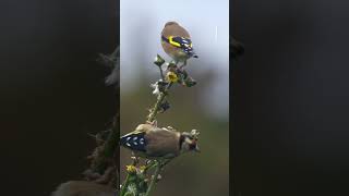 LE CHANT DU CHARDONNERET ÉLÉGANT  GOLDFINCH SINGING [upl. by Annaierb323]