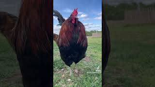 Rooster damage isn’t uncommon even with proper hen to rooster ratios chickens shortsfeed fyp [upl. by Silas]