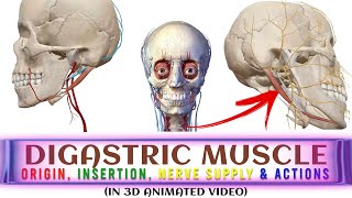 Digastric Muscle in 3D ANIMATION Origin Insertion Actions Nerve Supply  Head amp Neck Anatomy [upl. by Farnsworth]