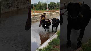 Kambala kambula trending today training [upl. by Ahseikram]