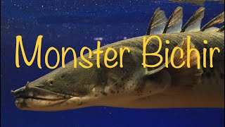 Godzilla 20 giant congicus bichir [upl. by Krid]