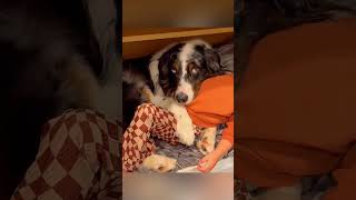 cat dog dogs cut cute love lovecats lovedogs funny virla viralvideo foryou foryoupage [upl. by Enytnoel]